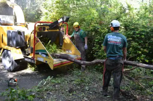 tree services Dardanelle